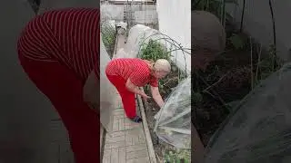 Огурцы совсем не растут. Томаты с картофельным листом.