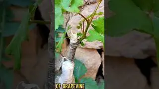 Grape Grafting technique update