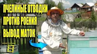 ОТВОДКИ ПЧЕЛ ПРОТИВ РОЕНИЯ. ВЫВОД МАТОК. СЕМЬЯ МЕДОВИК. УВЕЛИЧЕНИЕ ПАСЕКИ. ЛЮБИТЕЛЬСКОЕ ПЧЕЛОВОДСТВО