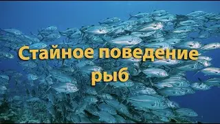 Стайное поведение рыб