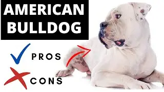 American Bulldog Pros And Cons - Should You REALLY Get An AAMERICAN BULLDOG?