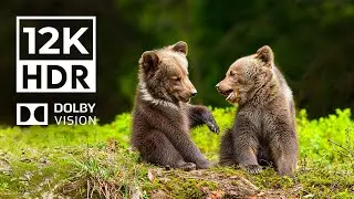 CUTE BABY ANIMALS 4K HDR | with Engaging Cinematic Sound (Colorful Animal Life)