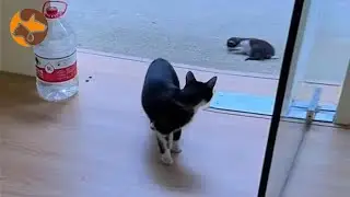 Stray Cat Mother Gifts Kittens to Kind Shop Owner After a Week of Care