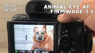 Animal Eye AF A7Riii/A7iii Quick Setup