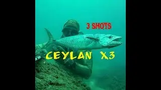 Zıpkınla Ceylan Avları Spearfishing Spanish Mackerel