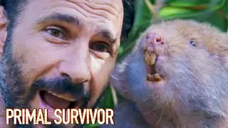 Catching A Bamboo Rat Using Our Smell | Primal Survivor