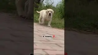 one month Vs 1 year Labrador transformation 