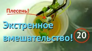 [20] Экстренное вмешательство! На одном растении обнаружена плесень, под угрозой 28 растений!