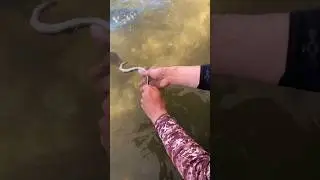 Fish like Eating Eels