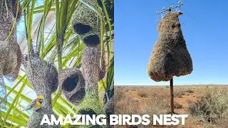 10 Amazing Nest in The Animal World