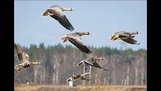 Как в Сибири гуся бьют. Четверо суток в Полях