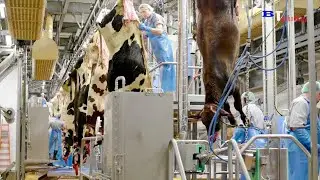 fábrica de processamento de carne de vaca Incrível fábrica de processamento de carne