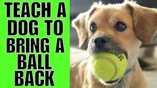 How To TEACH A Dog To Bring The Ball Back (EASY)