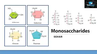 What Are Monosaccharides?