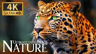 Ultimate Nature Expedition 🌿 Discovery Animals World Gorgeous with Smooth Piano Harmony 🎵 Tranquil