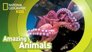 Giant Pacific Octopus 🐙 | Amazing Animals