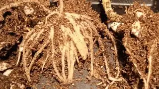 Корневин/Clonex/Dr.Root/Germon/Фитоклон - какой укоренитель победит? Узнаем в этом видео!