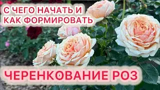 ЧЕРЕНКОВАНИЕ РОЗ - с чего начать и как формировать.