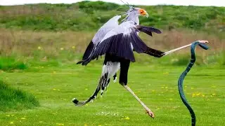 Kung fu bird, Kicking master, who eats snakes. Secretary bird!