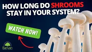 How long do shrooms stay in your system?