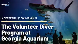 The Volunteer Diver Program at Georgia Aquarium