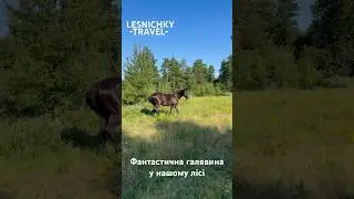 Фантастична галявина у нашому лісі