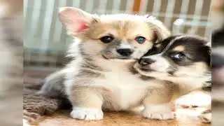 cute Dogs  #cat #cutecat #edit #kitty #kitten #cute #catlover #love