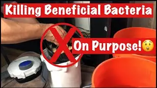 Aquarium Filtration [Intentionally KILLING Beneficial Bacteria!] - Have I Lost my Mind?