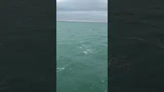 Декабрьское Чёрное море 🌊🐬 #shorts #крым