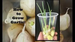 How to Grow Garlic!