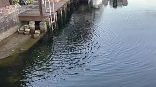 Manatee encounter, feeding from hand