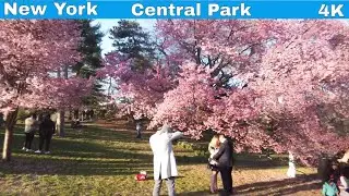 【4K】Manhattan | New York | 2021 | Central Park Weekly Walk # 14