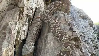 Big Python In Real Life HD Video 2