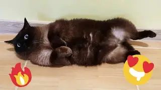 😂 Funniest Cats and Dogs Videos 😺🐶 || 🥰😹 Hilarious Animal Compilation №435