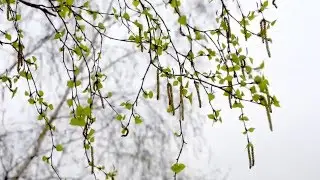 БЕРЁЗКА ПРОСНУЛАСЬ Футаж
