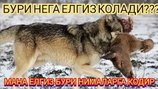 Бурилар хакида  Хайвонлар хакида Бурилар жанги 