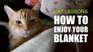 Cat Teaches You How to Enjoy Your Blanket