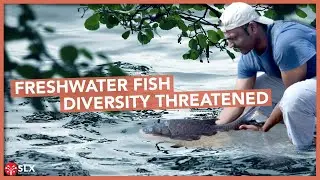 Preventing Freshwater Fish Extinction | Vidyadhar Atkore