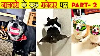 जानवरों के ऐसे Funny Moments जो आपको हसा देंगे | Funny Moments Of Animals | Part - 2  | #shorts