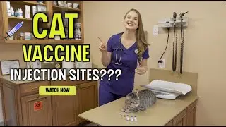 CAT VACCINE INJECTION SITES? | The 4 Core feline vaccines and their administration sites!