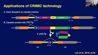 Tackling Human Gene Function in Model Organisms