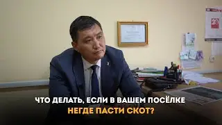 Что делать, если в вашем посёлке негде пасти скот?