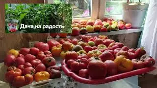 104. Крупноплодные ТОМАТЫ. ТОП ЛУЧШИХ сортов ГИГАНТОВ . И особенности выращивания. Открываю секреты.