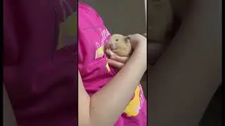 Карамелька їсть😋🐹#тренды #врекомендации #українатоп #cats #funnycatsvideos #cutecats #врек