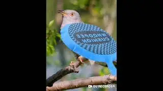 Кукушка пердушка