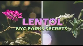 NYC 2023 Tour Guide - The Secret Garden of Greenpoint Brooklyn | Lentol Garden (4K 60)