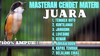 MASTERAN TERBAIK BURUNG CENDET JUARA  FULL MATERI TEMBAKAN MEWAH