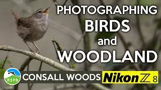 Photographing birds and woodland with the Nikon Z8