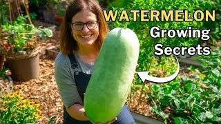 WATERMELON GROWING GUIDE: From Seed to Harvest