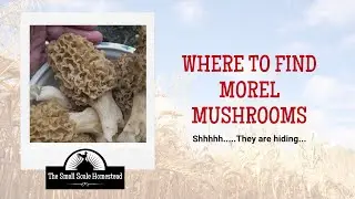 Where to Find Morel Mushrooms